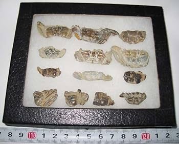 あゆちゃん　中国産カニ化石 あゆちゃん様専用 中国産カニ化石